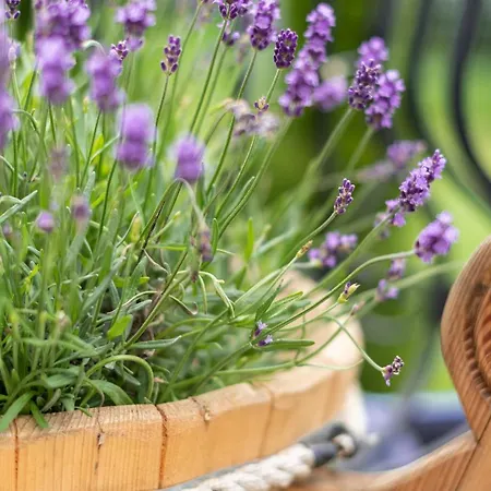 Hiacynta 홈스테이